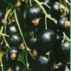 Sadnice-Crne-Ribizle Sadnice Crne Ribizle