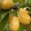 Sadnice Drena Lutea Zuti