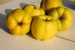 Sadnice Dunje Leskovacka II