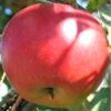 Sadnice Jabuke Red Boskop