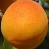 Sadnice-Kajsije-Madjarska-Najbolja Sadnice Kajsije Madjarska Najbolja