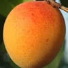 Sadnice Kajsije Roksana