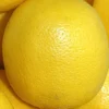 Sadnice Limuna