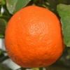 Sadnice Mandarine