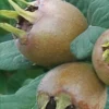 Sadnice Musmule Domaca
