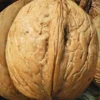 Sadnice-Oraha-Jupiter Sadnice Oraha Jupiter