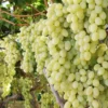 Sadnice-Vinove-Loze-Kraljica-Vinograda Sadnice Vinove Loze Kraljica Vinograda