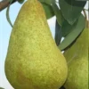 Stare Sorte Sadnica Kruske Kaludjerka
