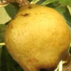 Stare Sorte Sadnica Kruške Limunka (Citronka)