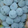 Stare Sorte Vinove Loze Prokupac