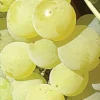 Sadnice Vinove Loze Beogradska Rana