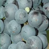 Sadnice Vinove Loze Frankovka