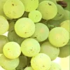 Sadnice Vinove Loze Italijanski Rizling
