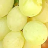 Sadnice Vinove Loze Muskat Italija