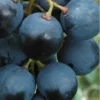 Sadnice Vinove Loze Mišel