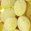 Sadnice Vinove Loze Viktorija