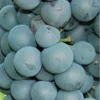 Vinova Loza Vranac