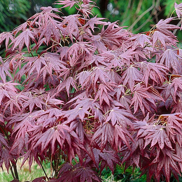 Acer Palmatum