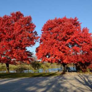 Acer Rubrum Javor