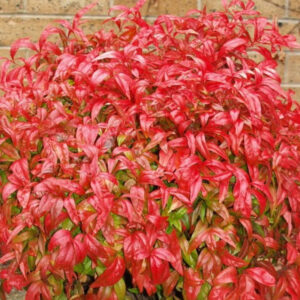 Nandina crvena