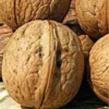 Sadnice-Oraha-Gazenhajm-251 Sadnice Oraha Gazenhajm 251