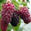 Sadnice TayBerry