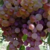 Sadnice Vinove Loze Bagrina