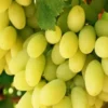 Sadnice-Vinove-Loze-Beogradska-Besemena Sadnice Vinove Loze Beogradska Besemena