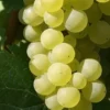 Sadnice-Vinove-Loze-Demir-Kapija Sadnice Vinove Loze Demir Kapija