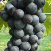Sadnice Vinove Loze Kadarka