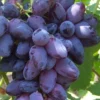 Sadnice Vinove Loze Rozaklija