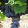 Sadnice Vinove Loze Rubel