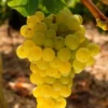 Sadnice-Vinove-Loze-Sovinjon Sadnice Vinove Loze Sovinjon