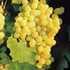 Sadnice-Vinove-Loze-Zilavka Sadnice Vinove Loze Zilavka