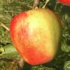 Stara sorta jabuke - Carica