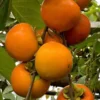 Vocne-sadnice-Japanske-Jabuke-Kaki-Vanilija Vocne sadnice Japanske Jabuke Kaki Vanilija