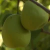 Stare Sorte Sadnica Kruške Bjelijanka
