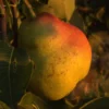 Stare Sorte Sadnica Kruške Mednjak (Medunac)
