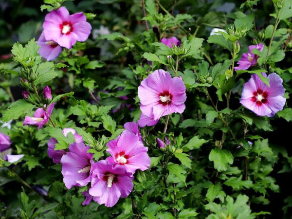 Sadnice - Baštenski Hibiskus