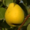 Stare Sorte Sadnica Kruške Vodenjača (Jeribasma)