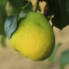zimnjaca zimnjaca