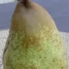 Stare Sorte Sadnice Kruške Margarita