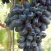 Sadnice Vinove Loze Black Magic