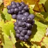 Vinova Loza Burgundac