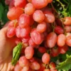 Sadnice Vinove Loze Dinka (Kövidinka)