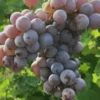Sadnice Vinove Loze Herboment