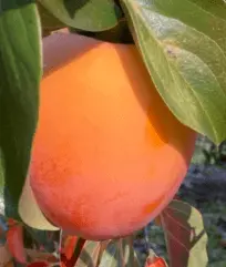 Kaki-Jabuka-Cokolatino
