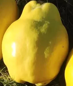 Sadnice-Dunje-sorte-Robusta