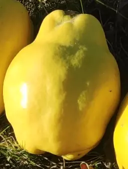 Sadnice-Dunje-sorte-Robusta