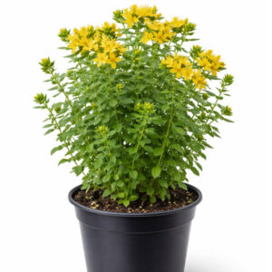 Kantarion sadnice u saksiji